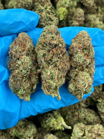 SWEET TART LEMONADE - KO714LC